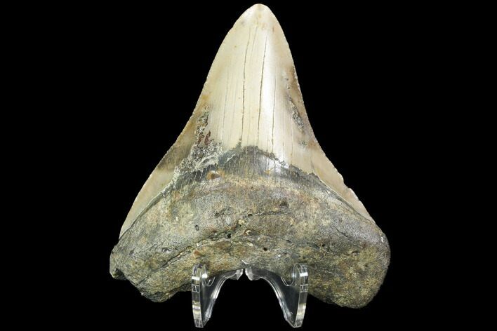 Fossil Megalodon Tooth - North Carolina #99334
